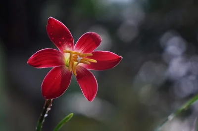 Rain Lily Signature β photo 2