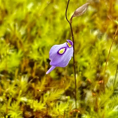 Utricularia Pubescens