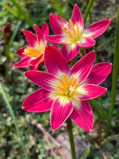 Rain Lily Pink jira — thumbnail 5
