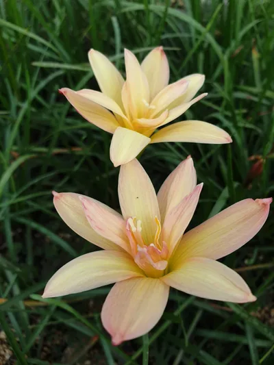 Rain Lily Tamonwan — thumbnail 5