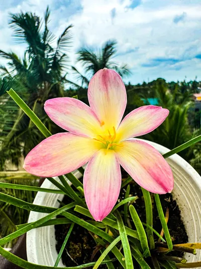 Rain Lily Champa
