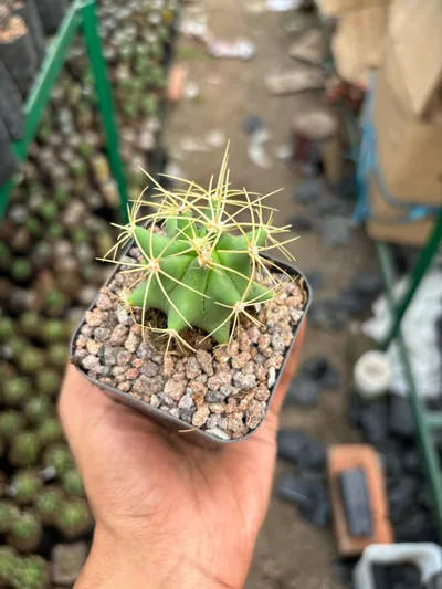 5-Colour Cactus Collection