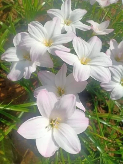 Rain Lily Yuki