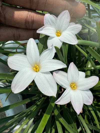 Rain Lily Summer Ice — thumbnail 4