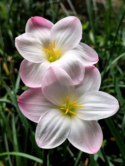 Rain Lily Ume no Hana β photo 3