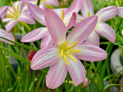 Rain Lily Jamtong Pink β photo 2