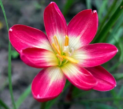 Rain Lily Red Master