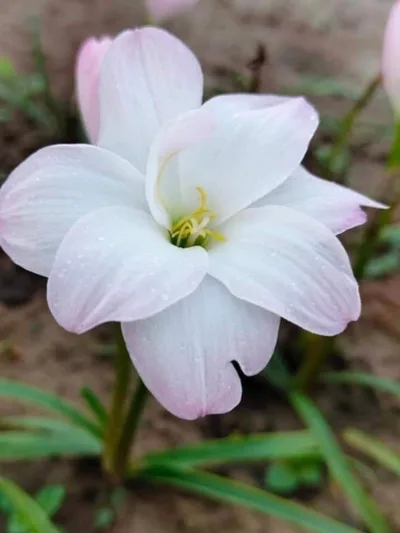 Rain Lily Yuki