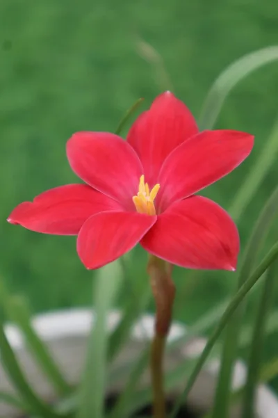 Rain Lily Red joy — thumbnail 4