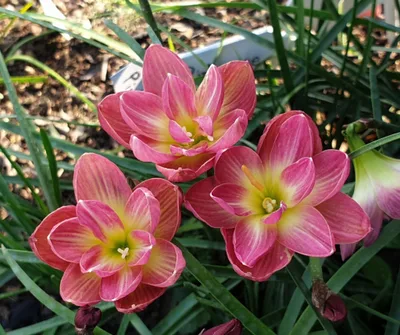 Rain Lily Pink Wadee — thumbnail 5