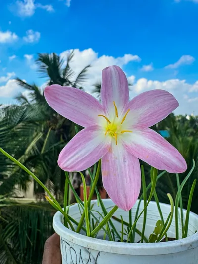 Rain Lily Jamtong Pink — thumbnail 5