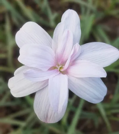 Siam Sunset Rain Lily Collection