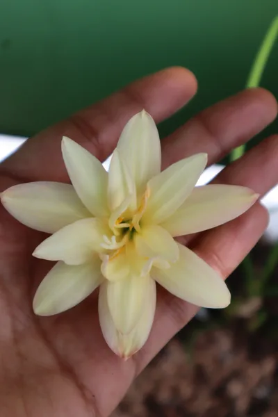 Rain Lily Tamonwan β photo 3
