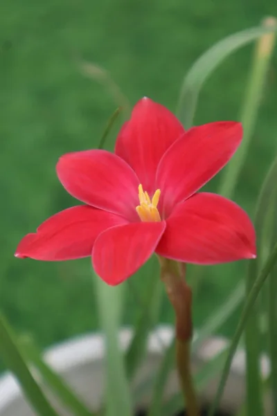 Rain Lily Red joy — thumbnail 5