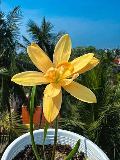Rain Lily Apricot King