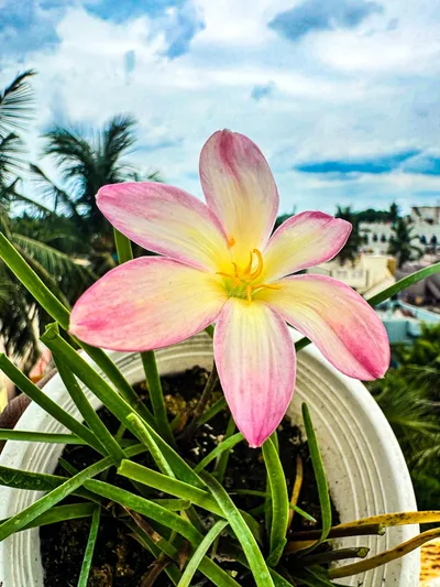 Rain Lily Champa
