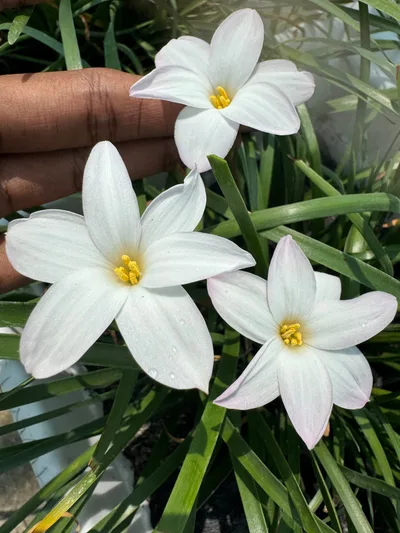 Rain Lily Summer Ice — thumbnail 5
