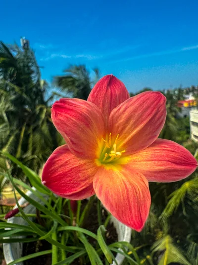 Rain Lily Chinda