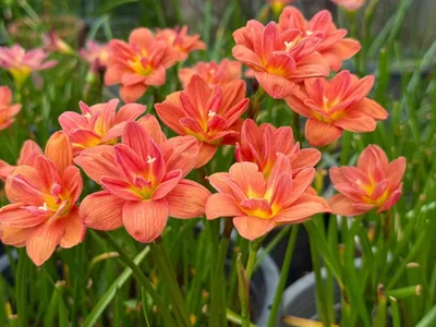 Rain Lily Sudteeruk β photo 2