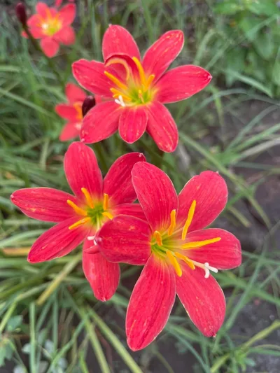 Rain Lily Dazzling Flame β photo 2