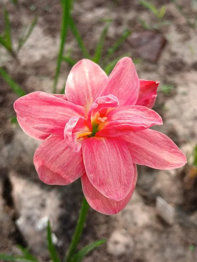 Rain Lily Nalinthara — thumbnail 4