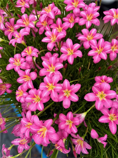 Rain Lily Monthira — thumbnail 5