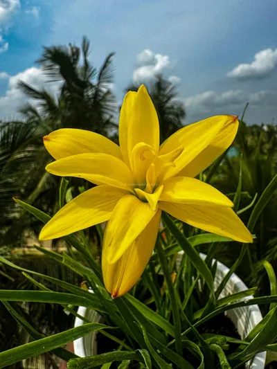 Rain Lily Lemon Quartz β photo 1