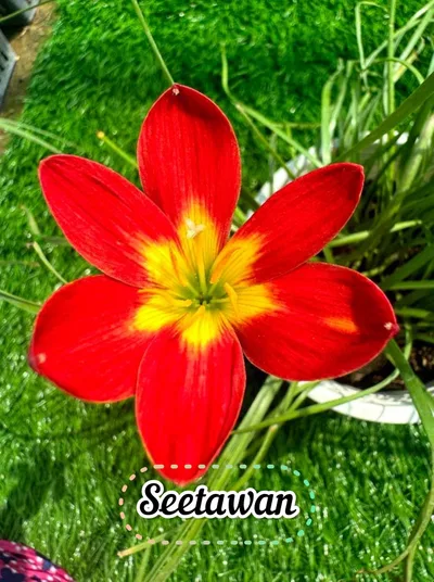 Rain Lily Seetawan β photo 2