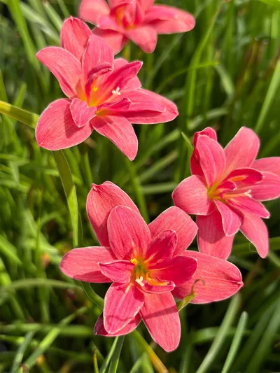 Rain Lily Red Pyramid — thumbnail 3