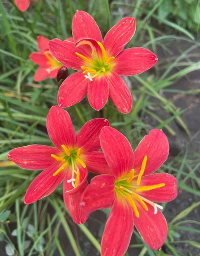 Rain Lily Dazzling Flame — thumbnail 4