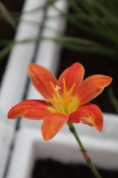 Rain Lily Orange Beam