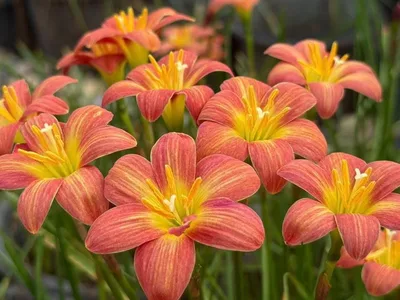 Rain Lily Crimson Sunset β photo 3