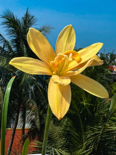 Rain Lily Apricot King
