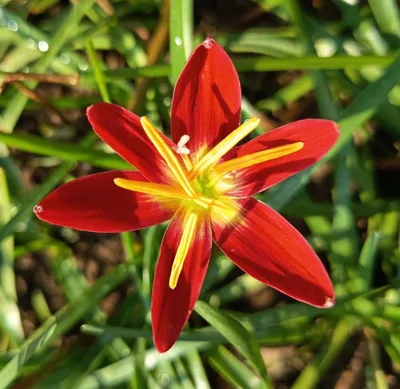 Rain Lily Red Fire — thumbnail 1