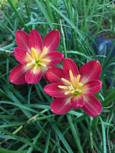 Rain Lily Red Master