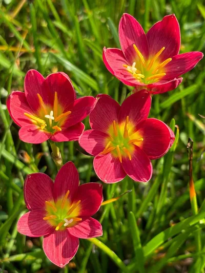 Rain Lily Wine Red