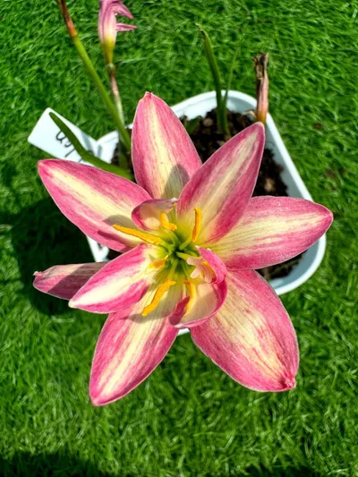 Rain Lily Colon