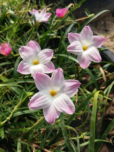 Rain Lily Lily Pie β photo 3