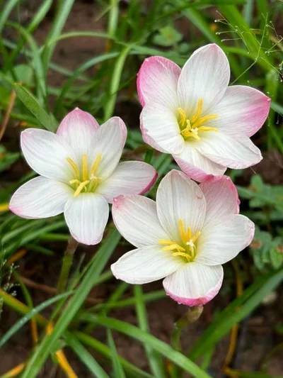 Rain Lily Ume no Hana β photo 1