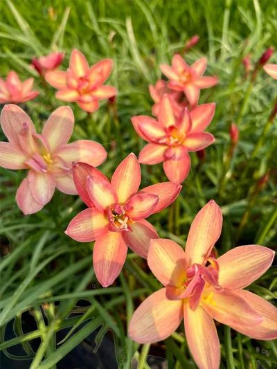 Rain Lily Golden Tresses