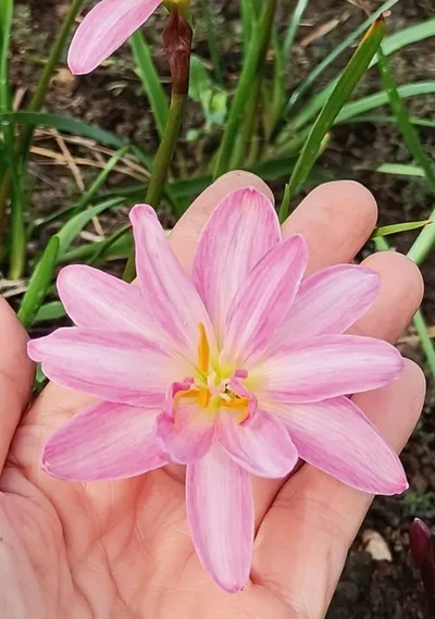 Rain Lily Pink Brocade β photo 1