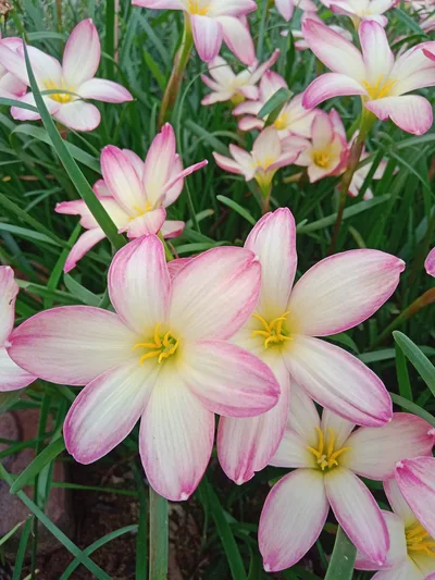 Rain Lily Champa