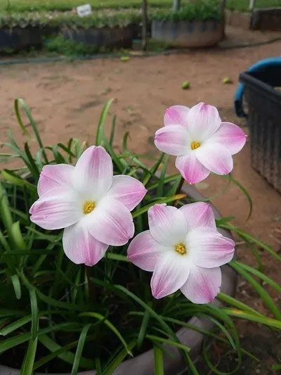 Rain Lily Lily Pie β photo 2