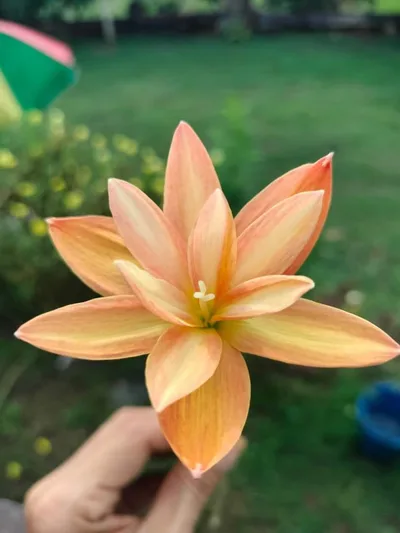 Rain Lily Yanti chandra β photo 1
