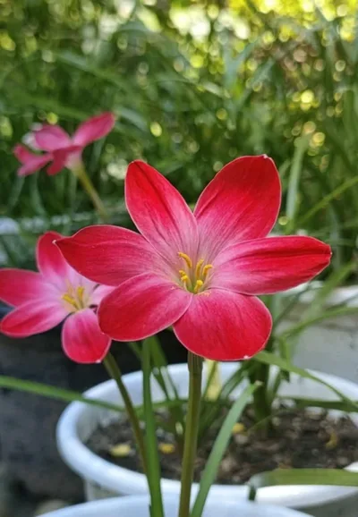 Rain Lily Falling  in Love — thumbnail 4