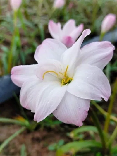 Rain Lily Yuki