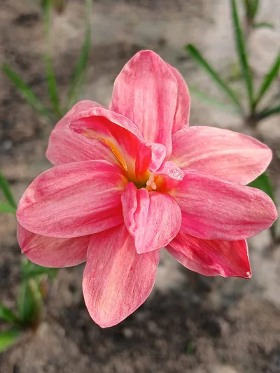 Rain Lily Nalinthara — thumbnail 5