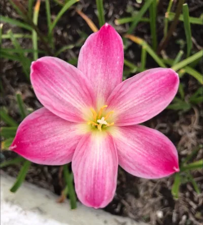 Rain Lily Rayrai — thumbnail 4