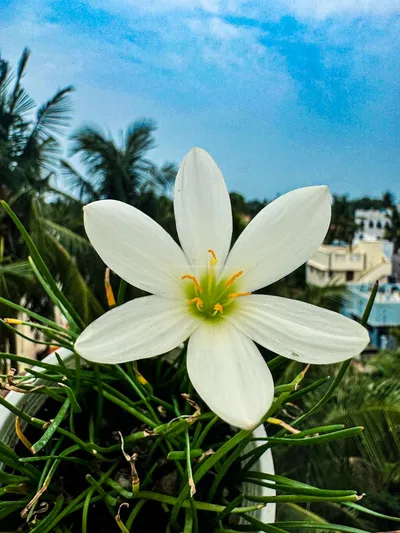 Rain Lily Candida — thumbnail 3