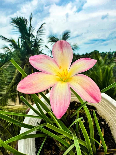 Rain Lily Champa